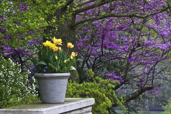 Ohio Potted tulips and redbud tree in garden